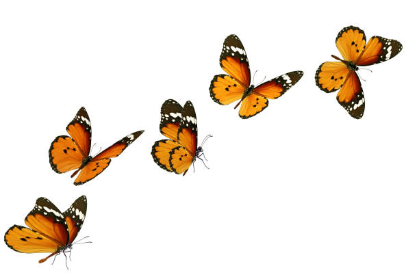 bella farfalla monarca - farfalla foto e immagini stock