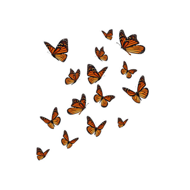 istock Beautiful monarch butterfly 1355579234