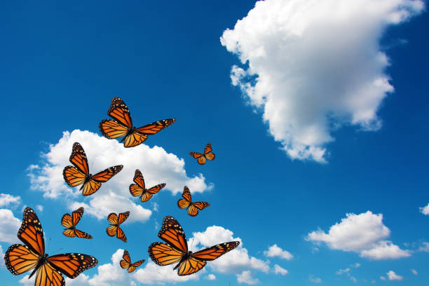 istock Beautiful monarch butterfly 1355579250
