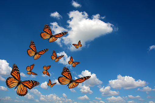 Hermosa mariposa monarca photo