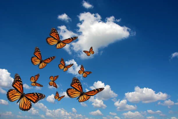 hermosa mariposa monarca - butterfly monarch butterfly isolated flying fotografías e imágenes de stock