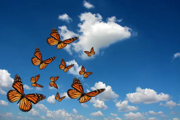 Beautiful monarch butterfly and blue sky with cloud.