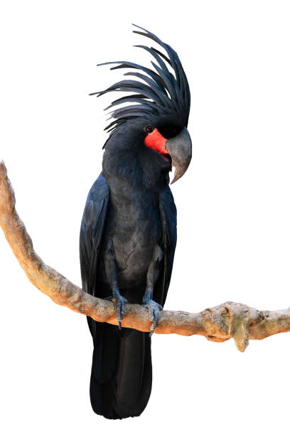 istock Black palm cockatoo 1355579325