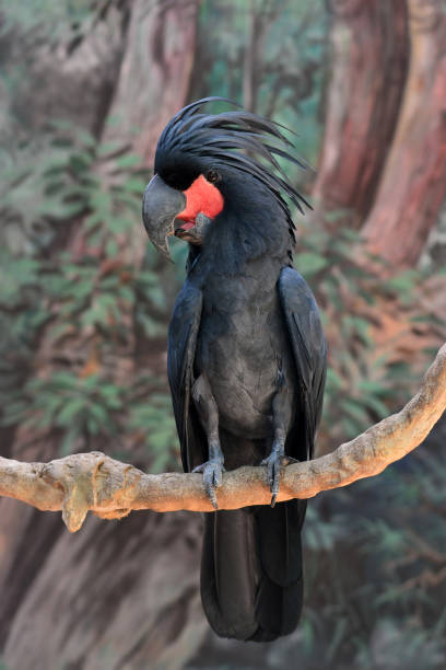 istock Black palm cockatoo 1355579329