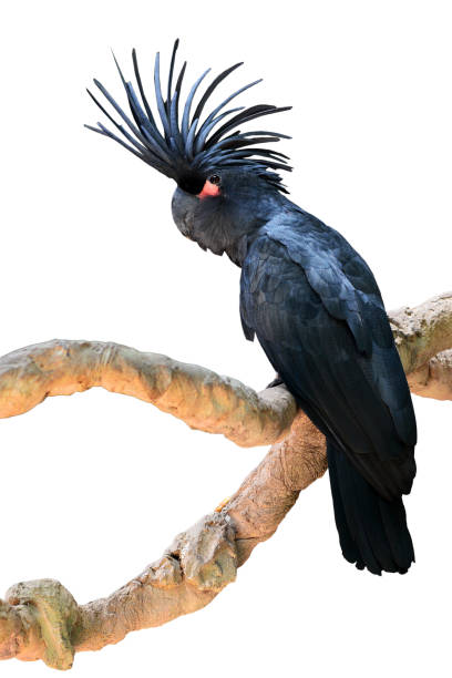 istock Black palm cockatoo 1355579330