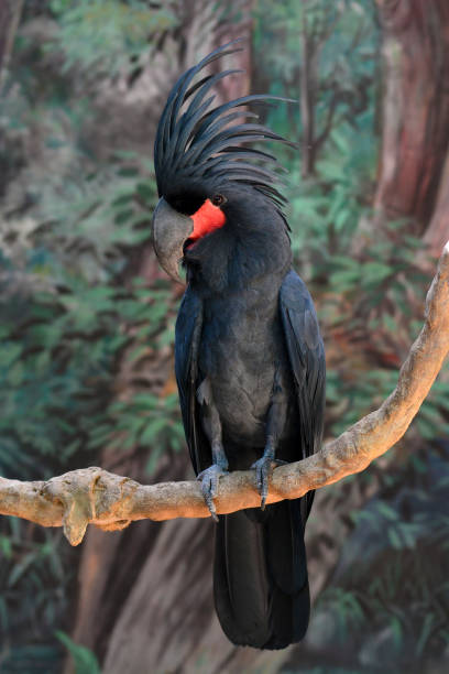 istock Black palm cockatoo 1355579334