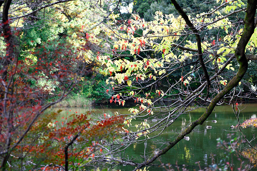Pond in the Autumn Solacz Park. Poland, Poznan