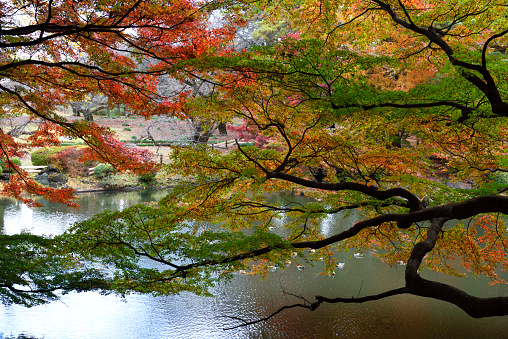 View of pond and colorful foliage of autumn season with Mallard Duck.