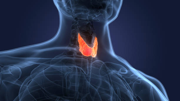 Human Body Glands Thyroid Gland Anatomy 3D Illustration Concept of Human Body Glands Thyroid Gland Anatomy anemia diagram stock pictures, royalty-free photos & images