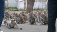 istock Naughty Macaque Monkey eating or feeding 1355583211