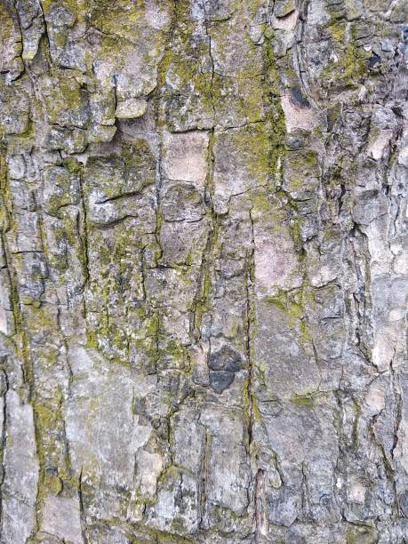 istock abstract backgrounds. backdrop. texture of wood grain 1355583983