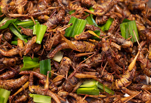 Primer plano de un famoso insecto frito crujiente de comida callejera de Tailandia. photo