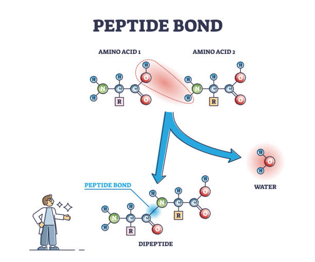 ilustrações, clipart, desenhos animados e ícones de ligação de peptídeo como formação de aminoácidos em diagrama de contorno de reação proteica - hydrogen bond