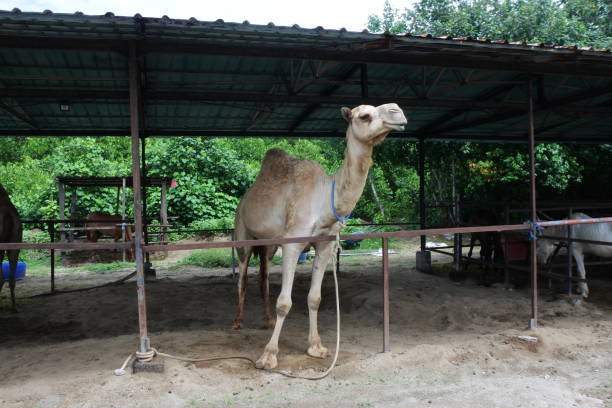 istock camels in cages for visitor attraction 1355588790
