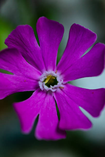 istock Silene dioica flower growing in meadow, macro 1355588816