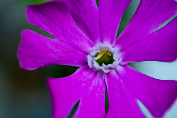 istock Silene dioica flower in meadow 1355588820
