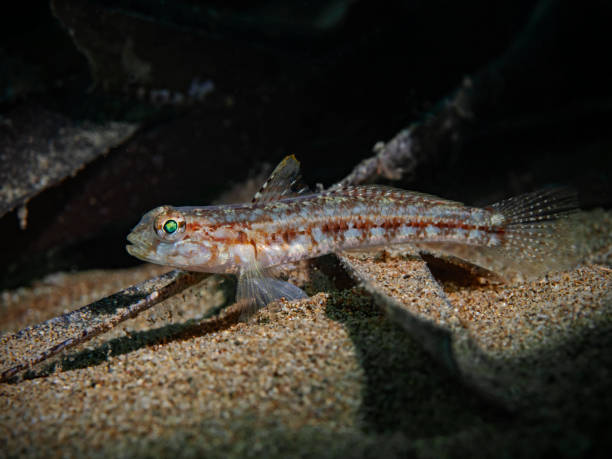 juvenile slender gobi, junge schlankgrundel (gobius geniporus) - junge imagens e fotografias de stock