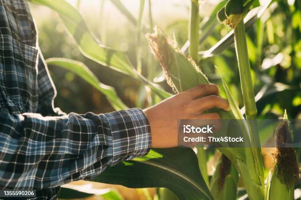 Farmer Checking His Corn In Farm Before Crop Stock Photo - Download Image Now - Corn, Farmer, Happiness