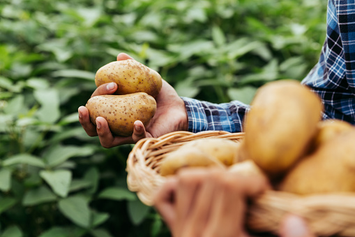 Hands of farmer show his fresh potato in farm and ready give them to customer, delivery fresh market goods online shopping, agriculture and nature concept.