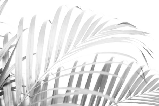 istock black tropical palm leaf with shadow on white wall 1355591138