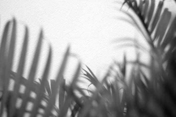 istock black tropical palm leaf with shadow on white wall 1355591144