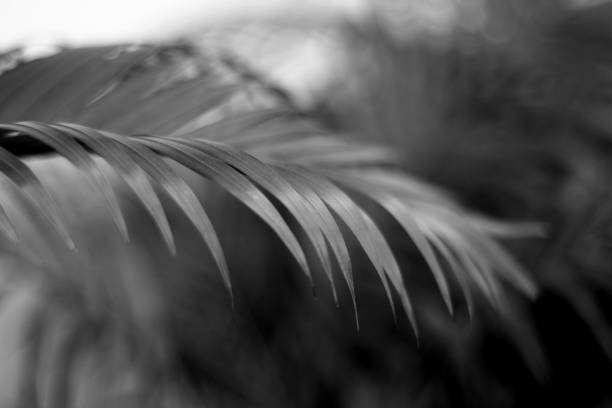 istock black tropical palm leaf with shadow on white wall 1355591150