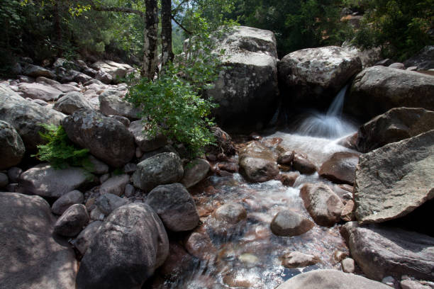 istock Bonifato Forest in Corsica 1355591200