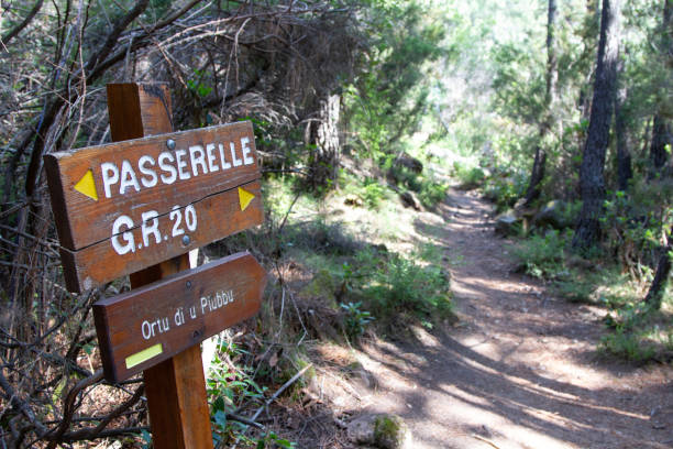 Bonifato Forest in Corsica stock photo