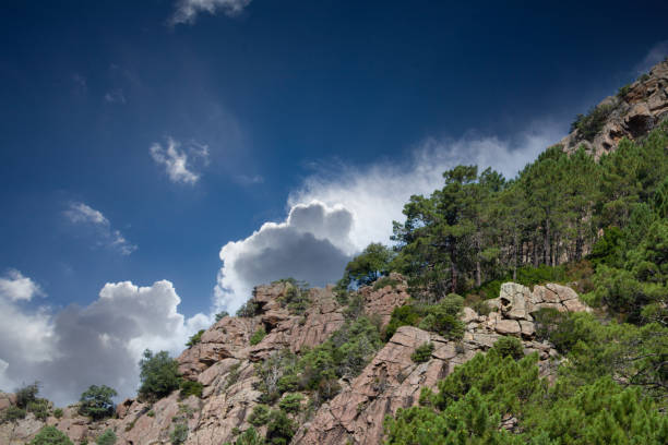 Bonifato forest near Calvi Corsica in the Balagne region