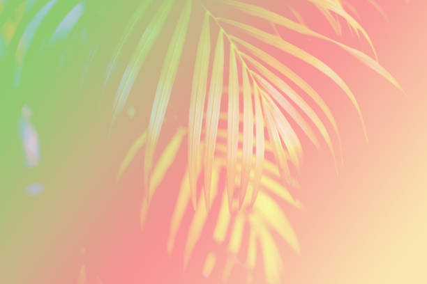 istock colorful tropical palm leaf with shadow on white wall 1355591452