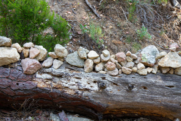 Bonifato forest near Calvi Corsica in the Balagne region