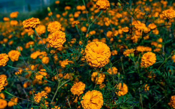 istock beautiful blossom colorful marigold flower 1355592202