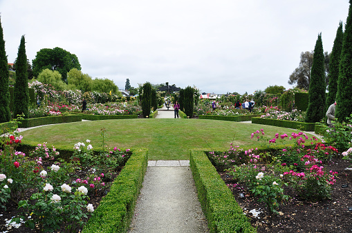 People visiting beautiful landscape of roses in Trevor Griffiths Public Rose Garden in Timaru, New Zealand on Nov 28, 2010