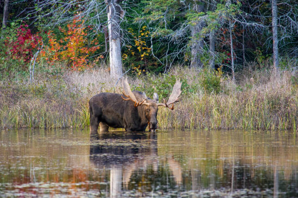A bull moose with big antlers searching for lily pads stock photo