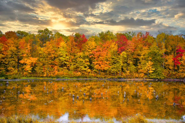 bautiful autumn landscape in muskoka, canada - cottage autumn wood woods imagens e fotografias de stock