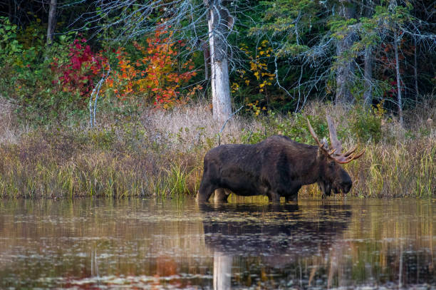 A bull moose with big antlers searching for lily pads A bull moose with big antlers searching for lily pads in a pond in Autumn. Shot in Algonquin Park, Ontario, Canada. bull moose stock pictures, royalty-free photos & images