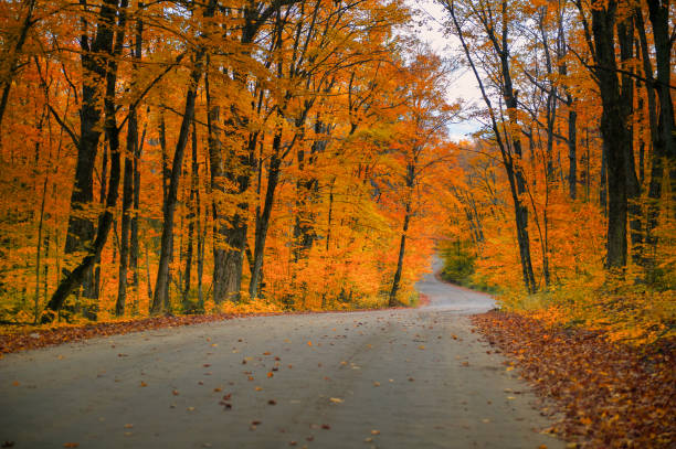 istock Fall driving through a scenic autumn landscape in Canada 1355593996