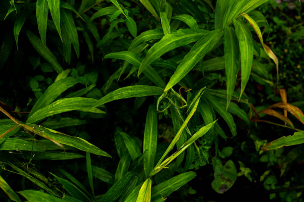 vista superior de uma planta verde molhada de cardamomo com gotas de água. fundo de padrão da planta. - amomum - fotografias e filmes do acervo