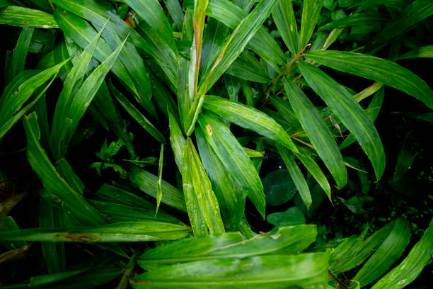 vista superior de uma planta verde molhada de cardamomo com gotas de água. fundo de padrão da planta. - amomum - fotografias e filmes do acervo