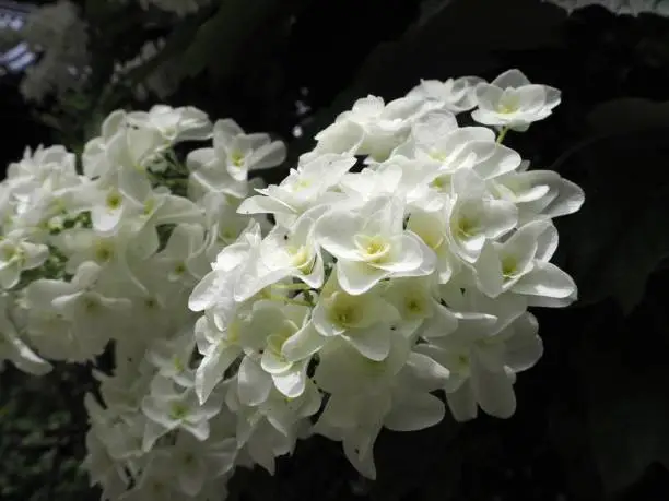 White oakleaf hydrangea (hydrangea quercifolia) flowers
