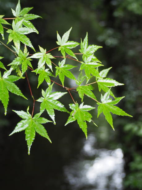 istock Fresh green maple leaves wet in the rain 1355596440