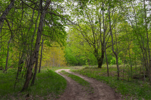 istock Dirt road in the forest in spring. 1355597309