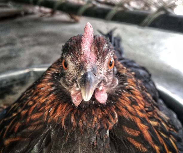 istock Chicken Face image,Hen face image, Chicken looking at camera High Quality image, 4k image Quality, 1355597614