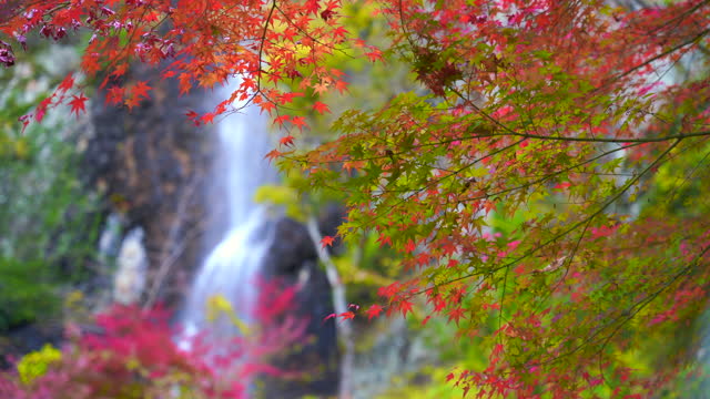 Images of beautiful autumn leaves and waterfalls