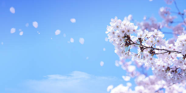 kirschblüten und hoch aufragende blütenblätter - april stock-fotos und bilder