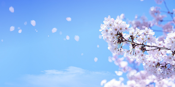 Flores de cerezo y pétalos altísimos photo