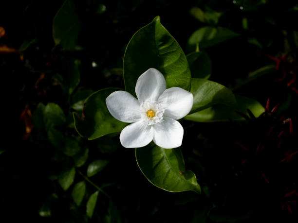 istock Single Gardenia Flower Blooming 1355600352