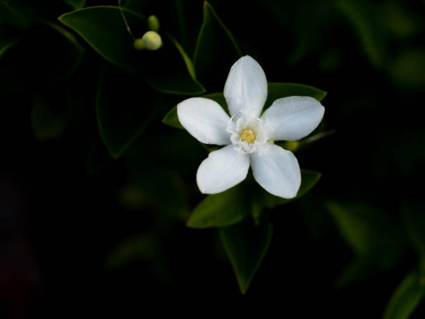 istock Single Gardenia Flower Blooming 1355600357