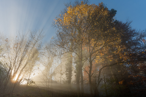 Rays of sunlight filtered through the early autumn mist in a mountain forest. Alsace, Vosges, France, Europe.