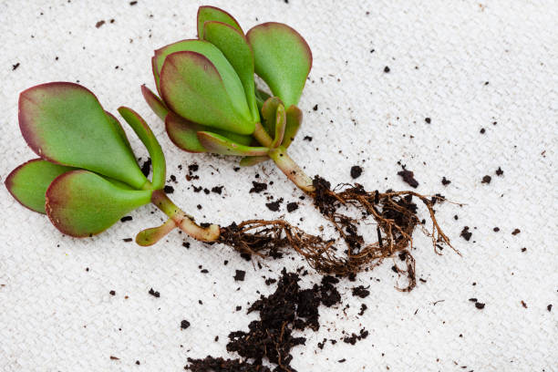 Crassula succulent growing Crassula succulent plant rooting from a cutting on a light and neutral background with copy space jade plant stock pictures, royalty-free photos & images